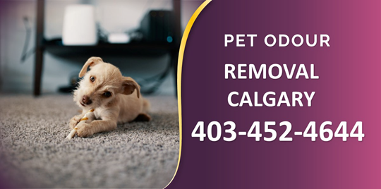 Pet Odour Removal in Calgary Area